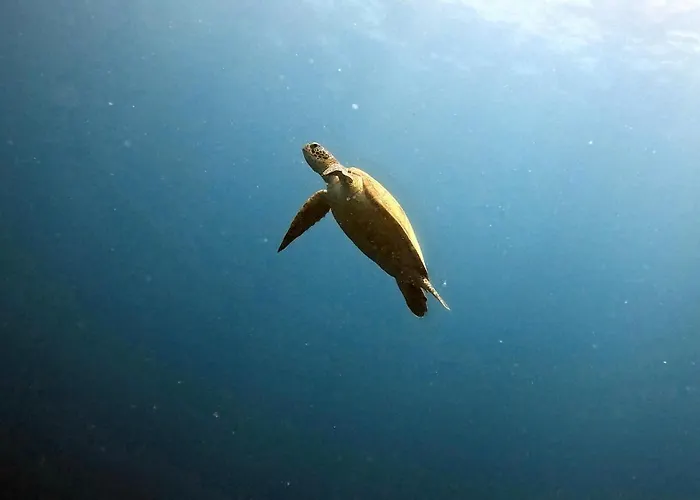 The Shuim Dive Hotel Moalboal
