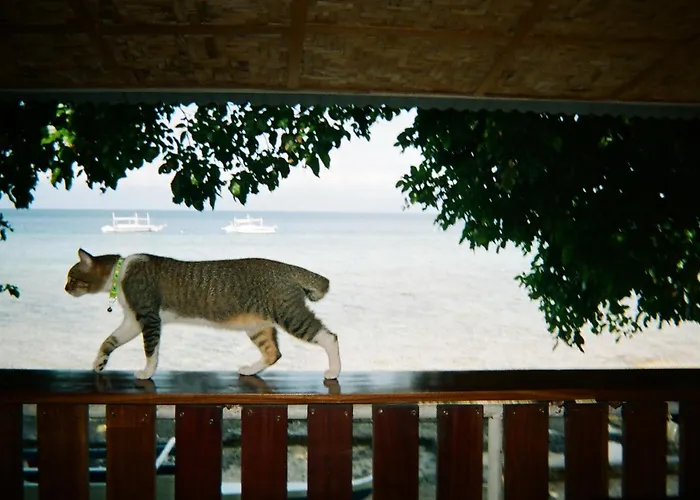 Hotel The Shuim Dive Moalboal